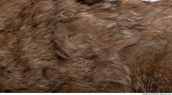 Photo Textures of Animal Skin